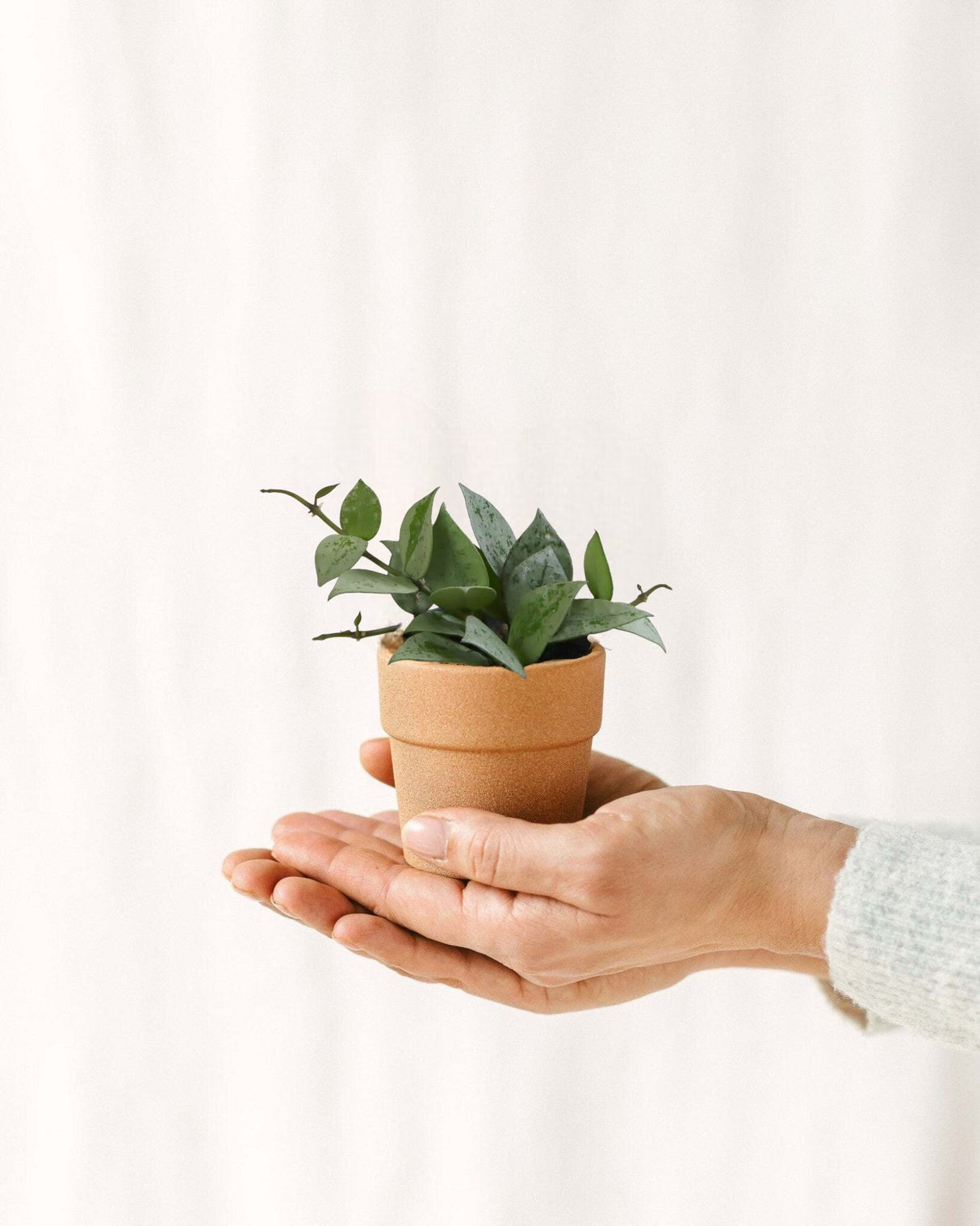 Livraison plante Mini Hoya Krohiana Eskimo