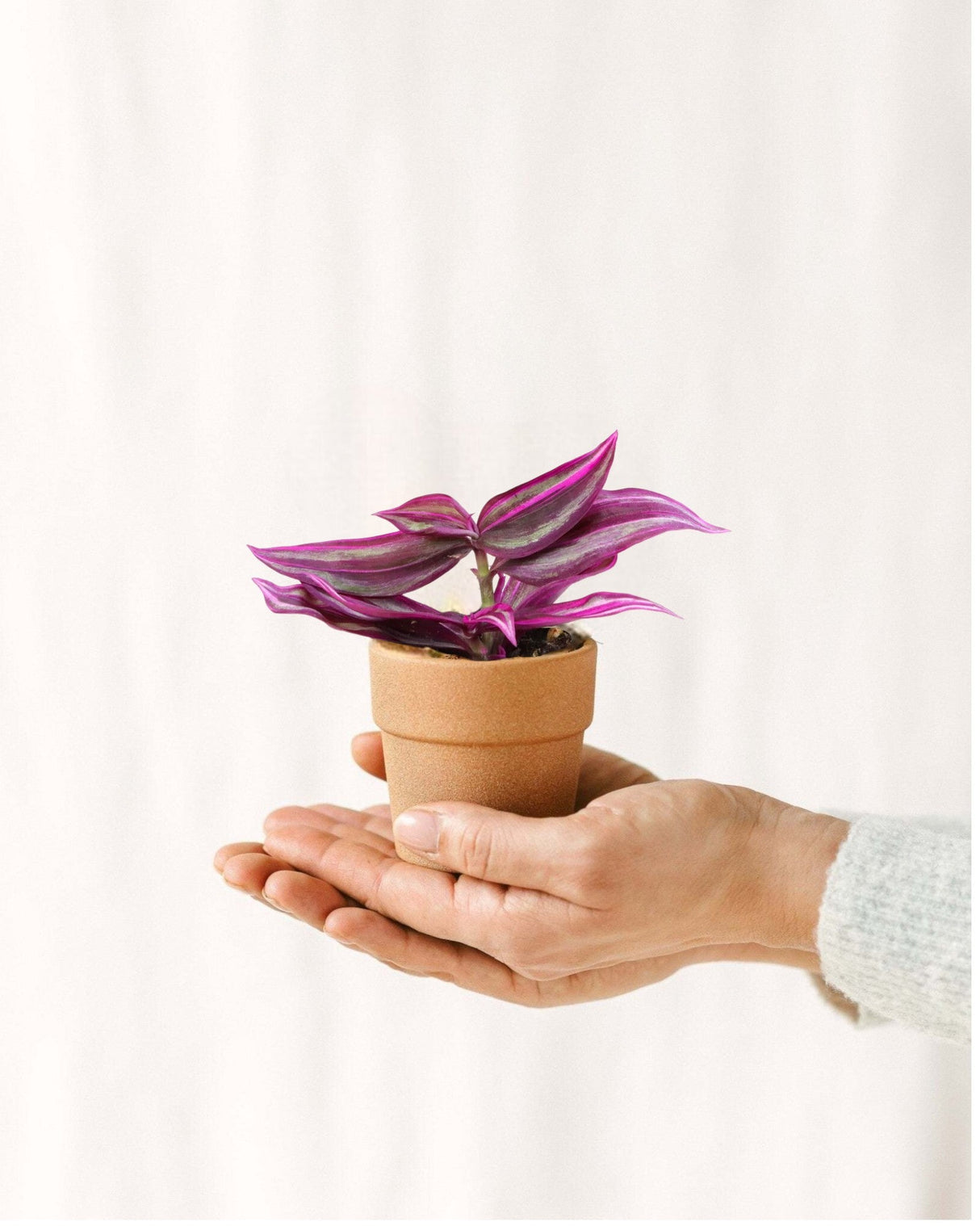 Livraison plante Mini Tradescantia Pink Paradise