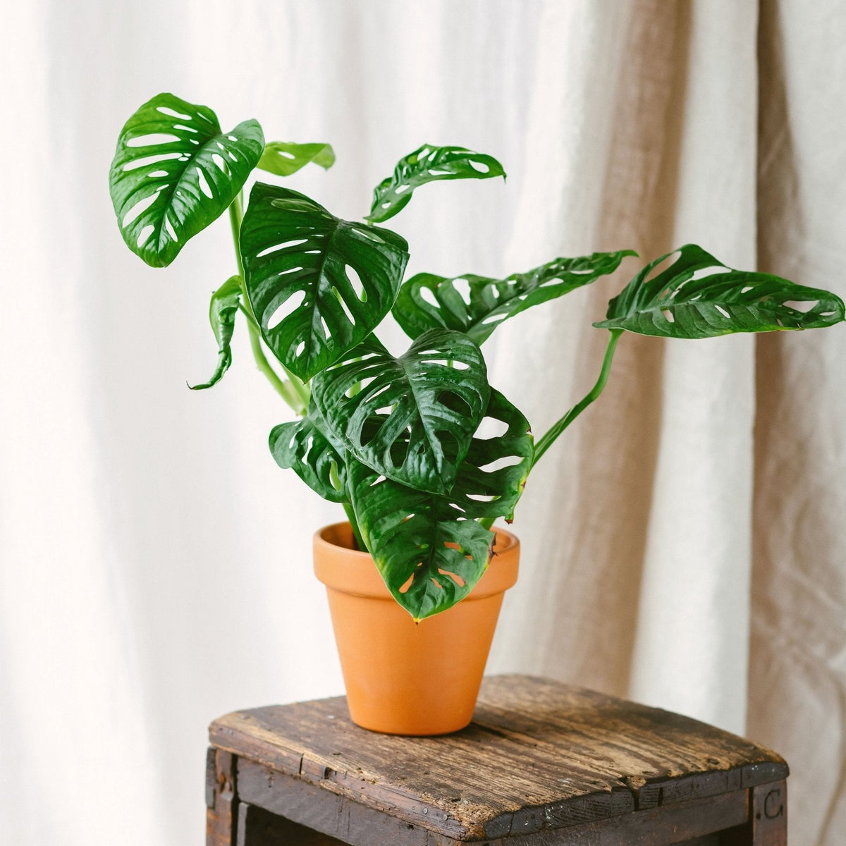 monstera adansonii entretien Monstera Adansonii