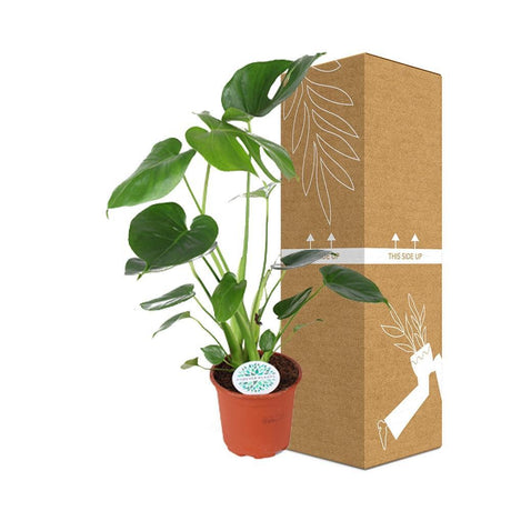 Livraison plante Monstera Deliciosa