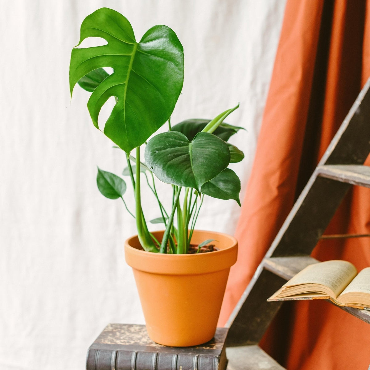 Monstera Deliciosa - Plante Tropicale Facile