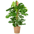 Livraison plante Monstera Deliciosa XL met Torun mand - 120cm - Ø24