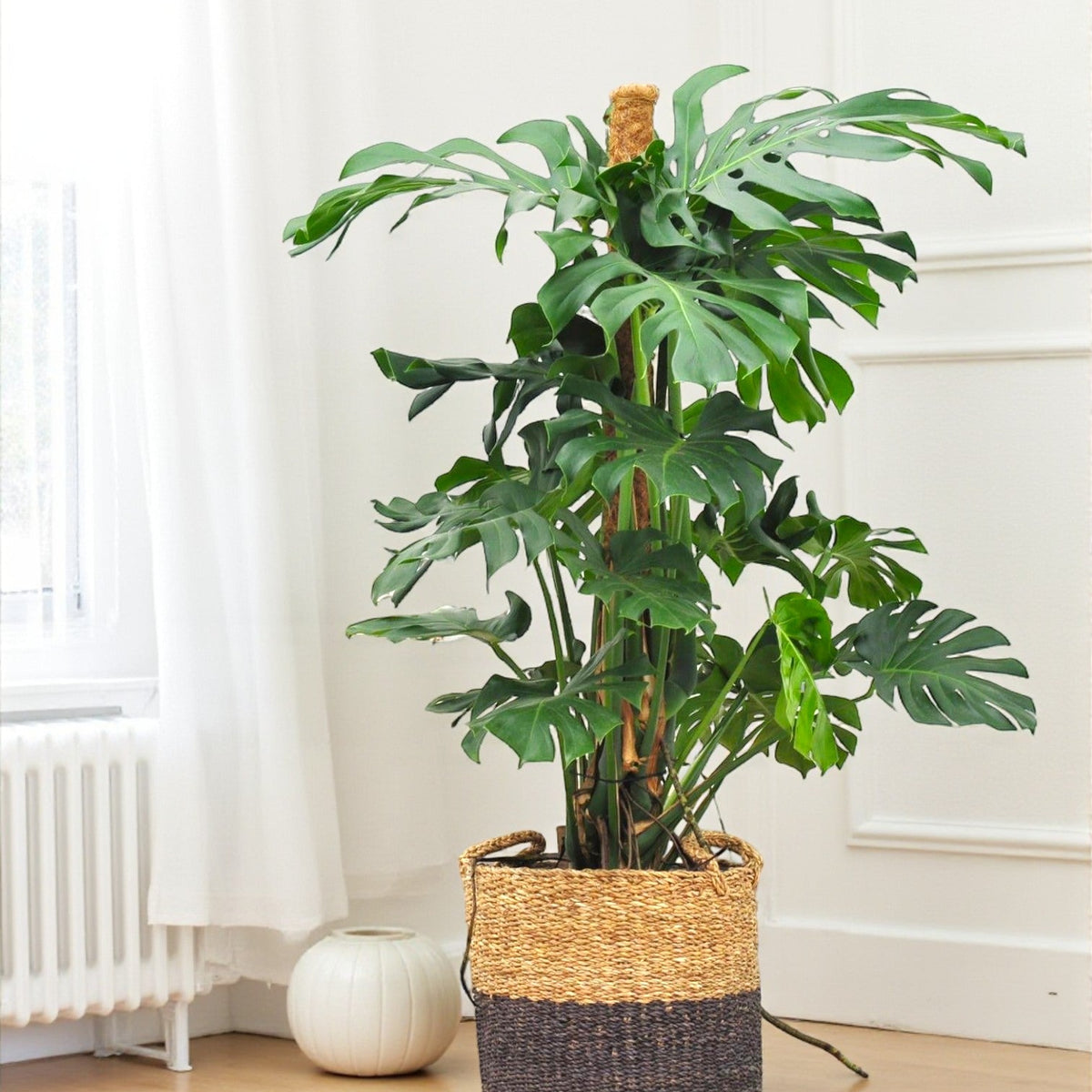 plante monstera deliciosa Monstera Deliciosa