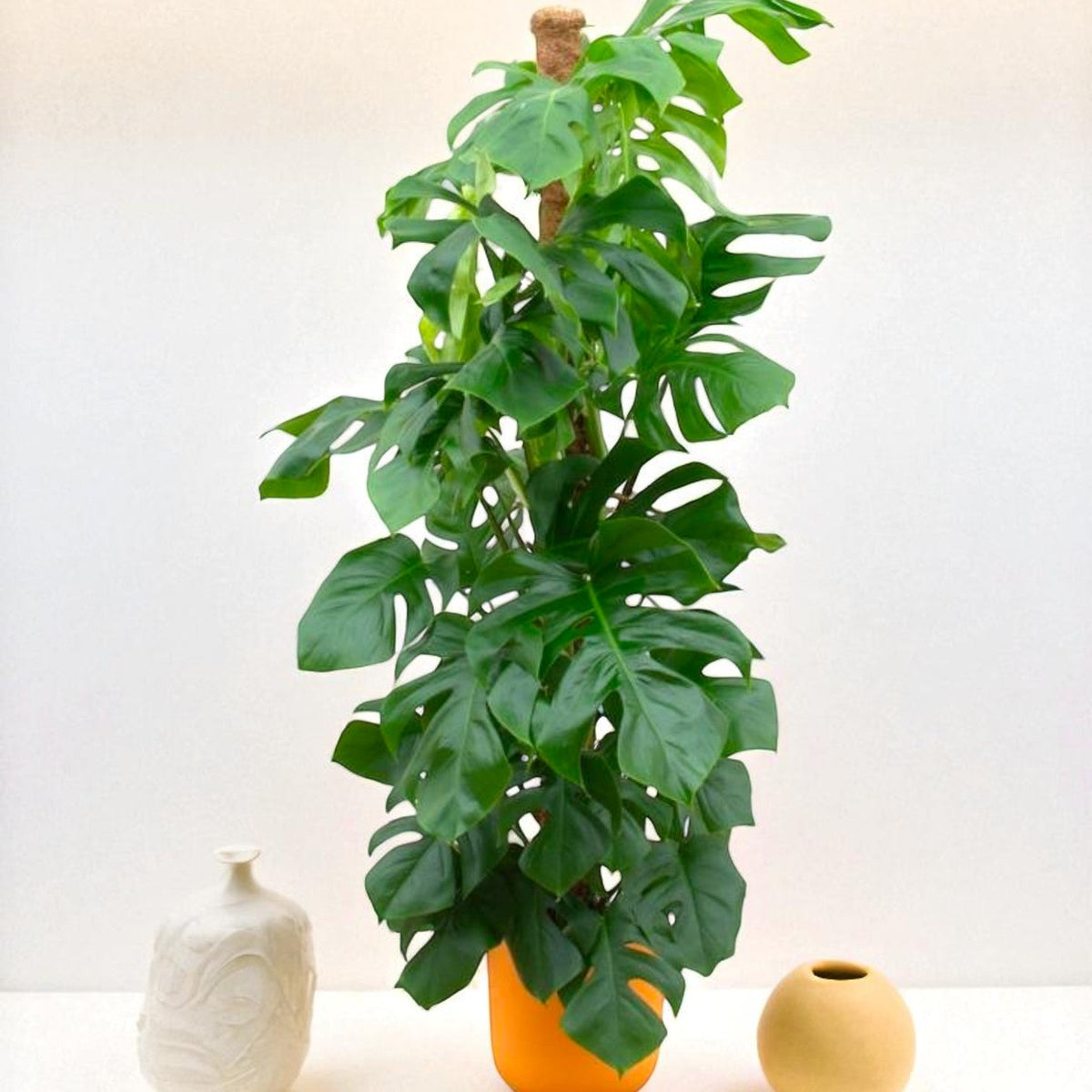 pertusum monstera Monstera Pertusum