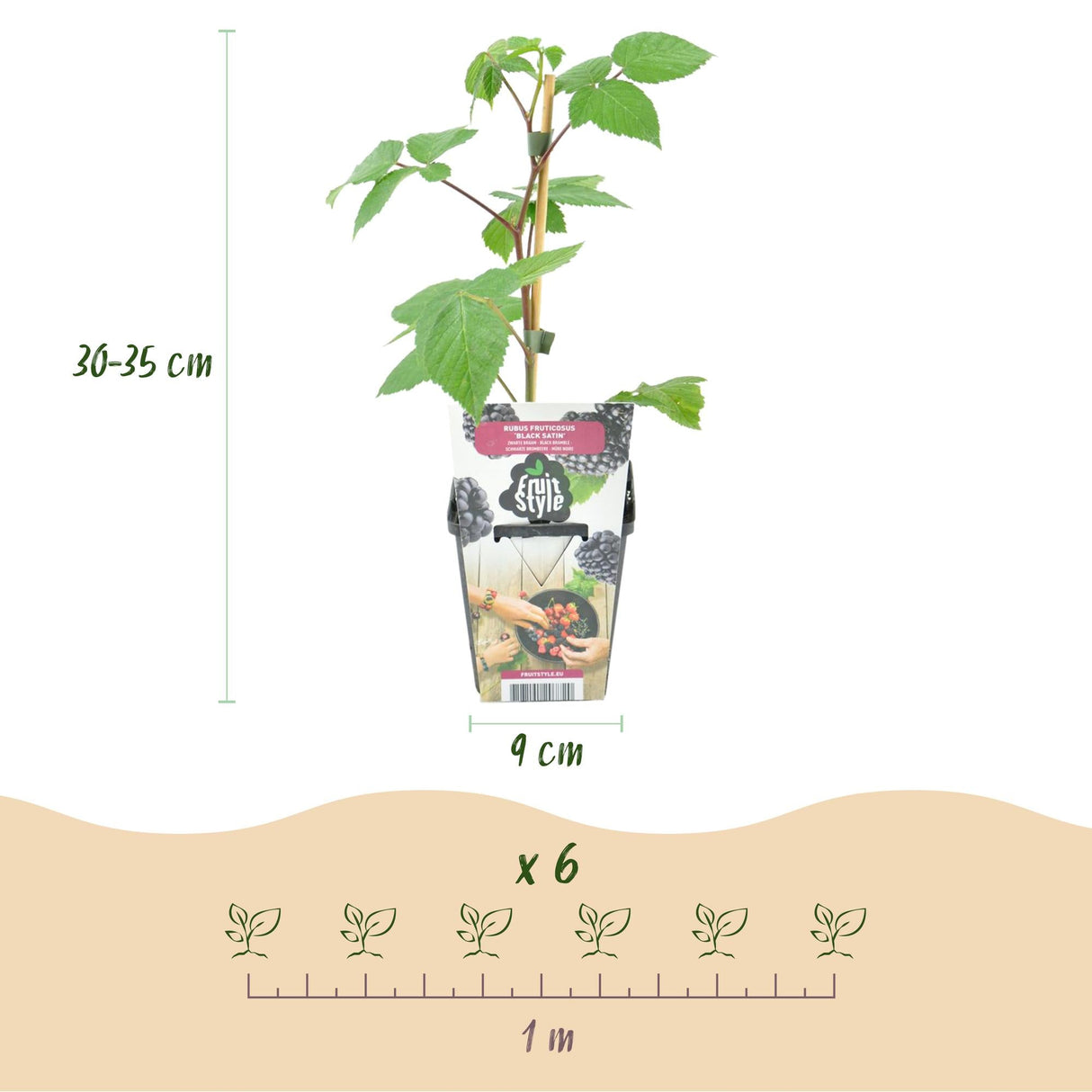 Livraison plante Mûrier Black Satin – Lot de 3 – Pot 9 cm