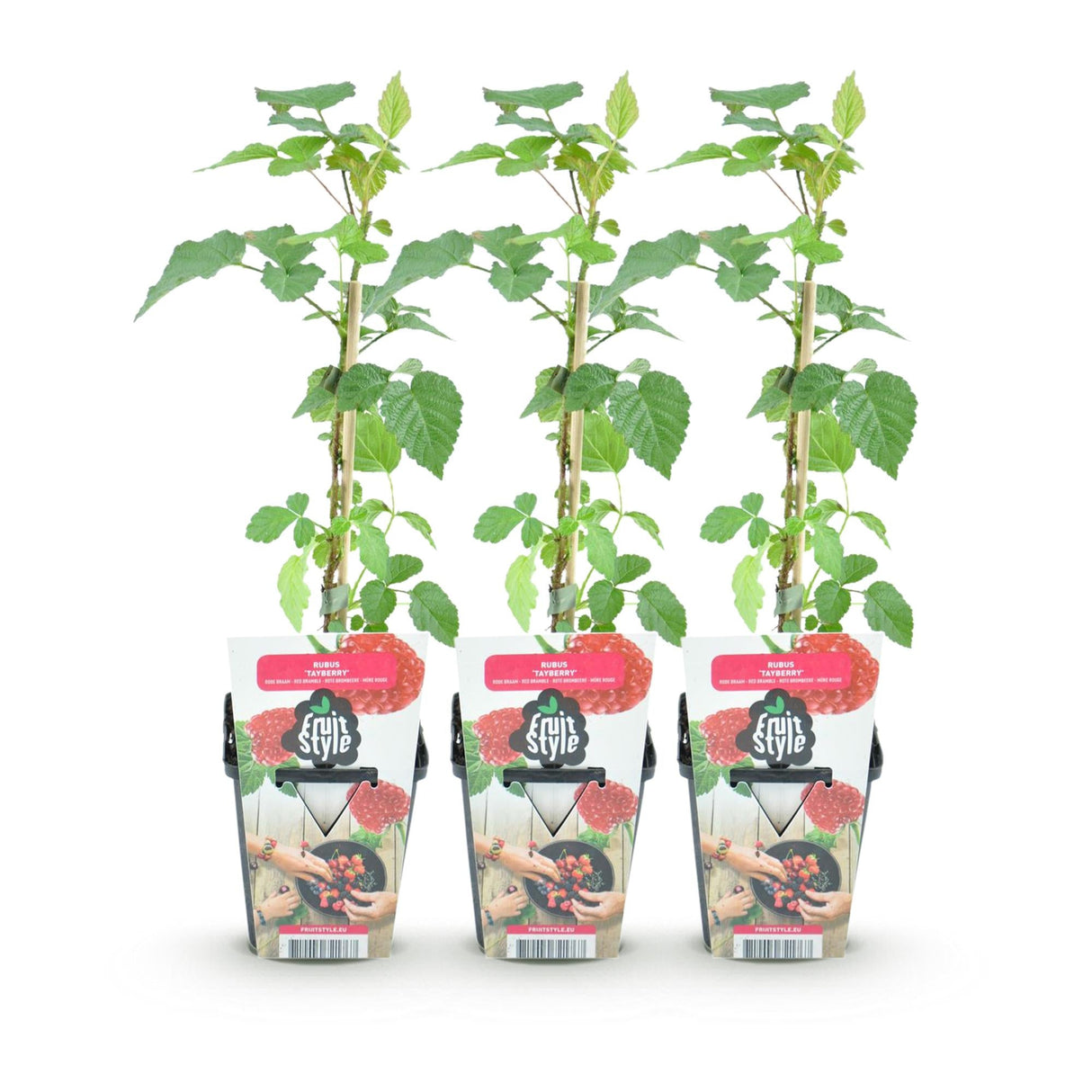 Livraison plante Mûrier - framboisier Tayberry – Lot de 3 – Pot 9 cm