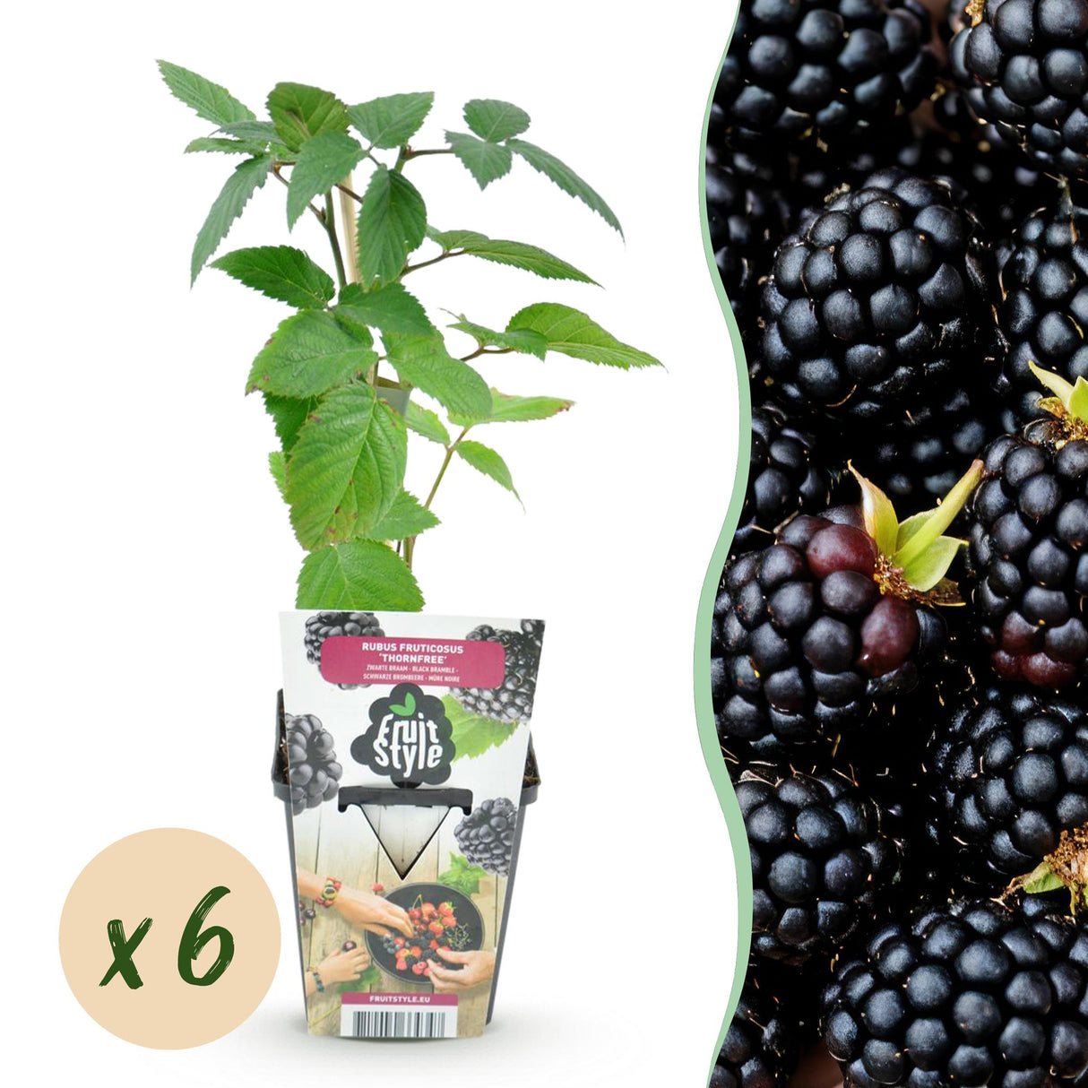 Livraison plante Mûrier Thornfree x2