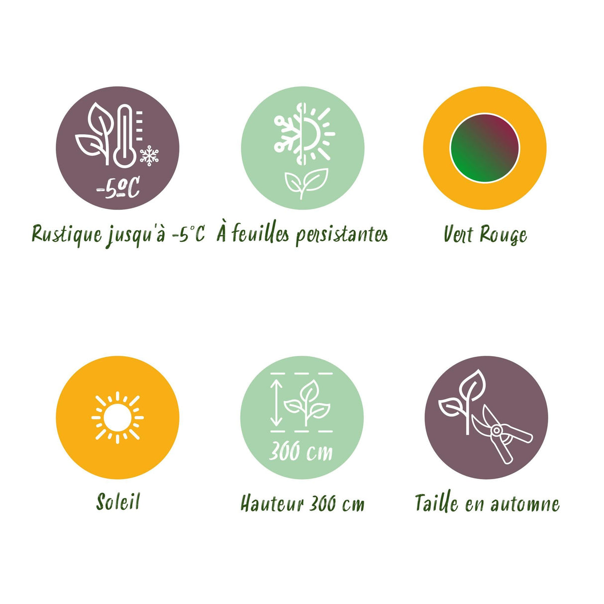 Livraison plante Musa sikkimensis Red Tiger – Lot de 2 – Pot 17 cm