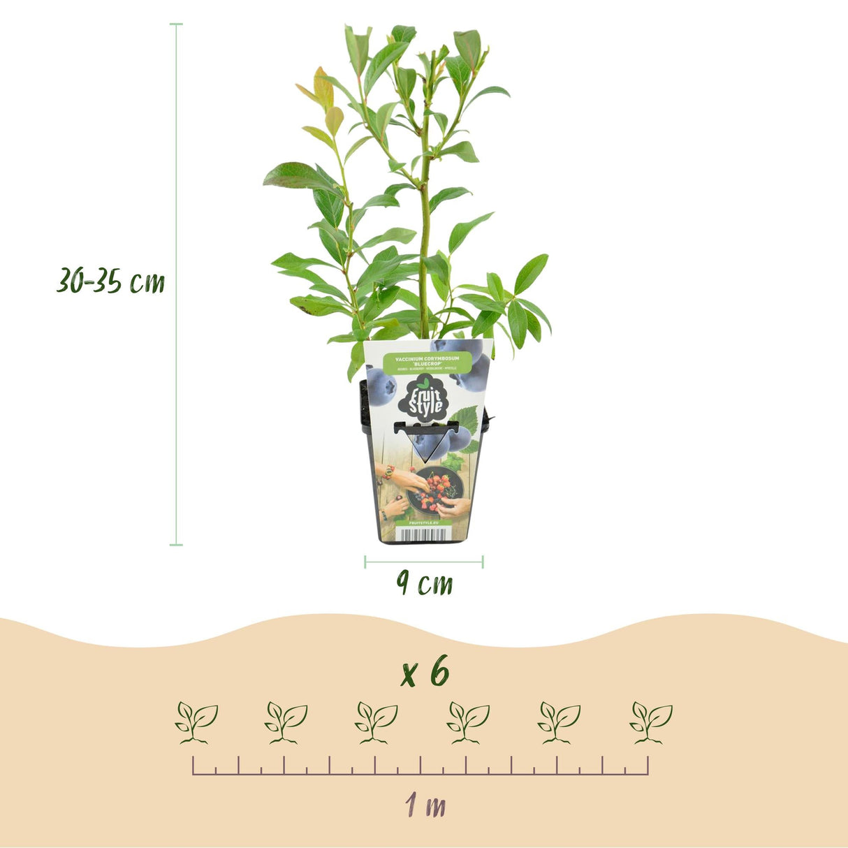 Livraison plante Myrtille Bluecrop – Lot de 3 – Pot 9 cm