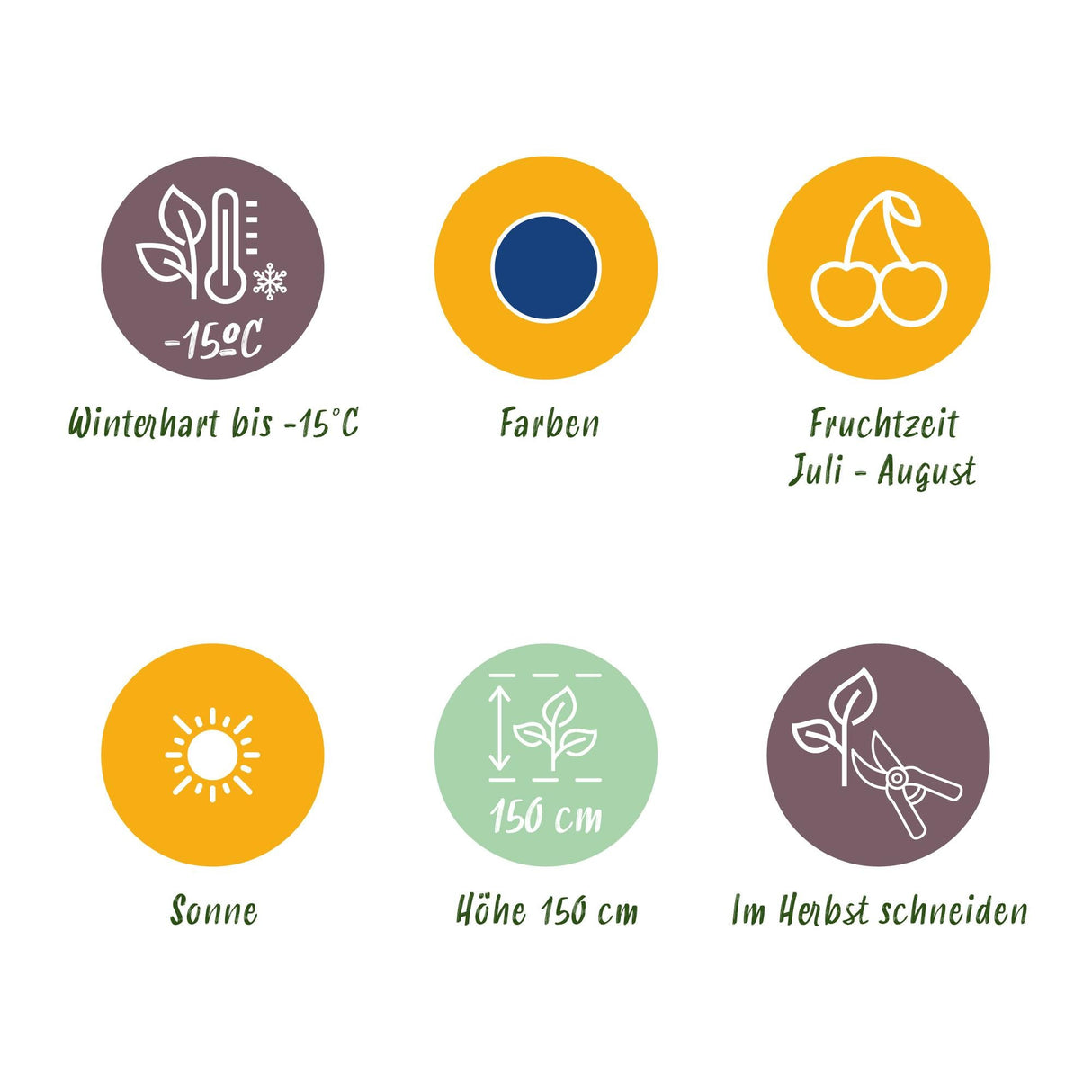 Livraison plante Myrtillier Bluegold – Lot de 3 – Pot 9 cm