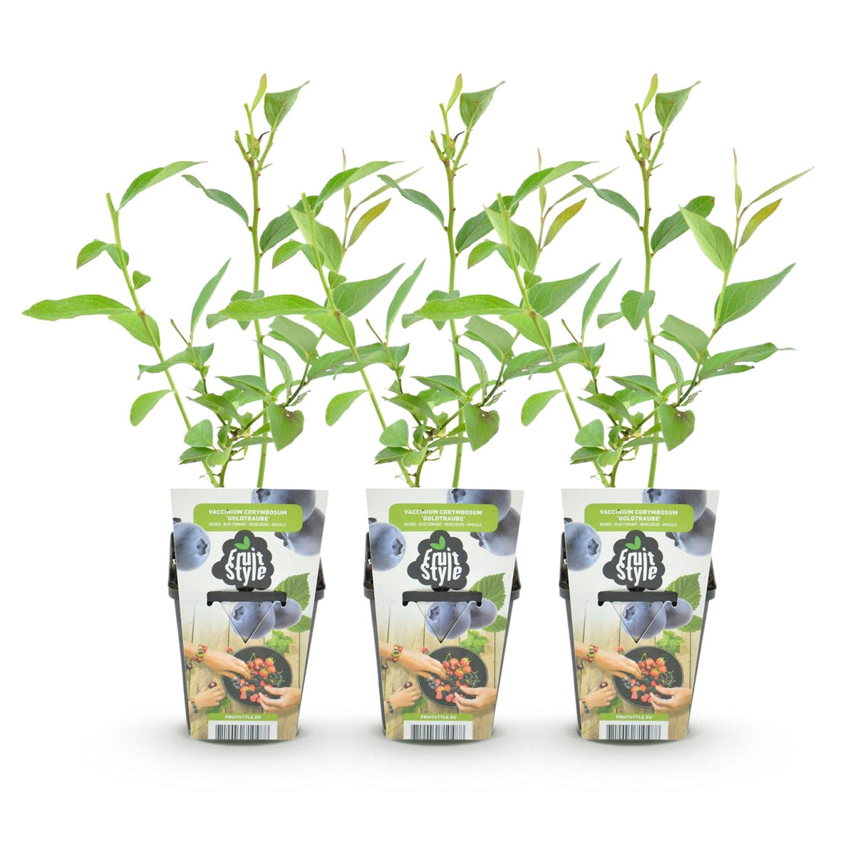 Livraison plante Myrtillier Goldtraube – Lot de 3 – Pot 9 cm