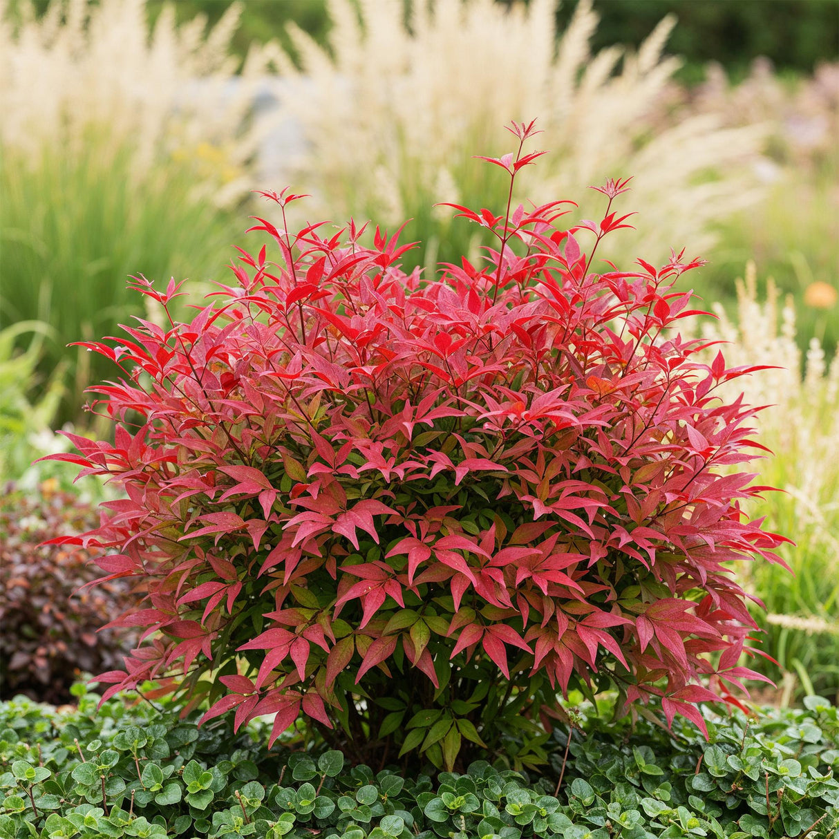 Livraison plante Nandina domestica Blush Pink – Pot 17 cm – Hauteur 40 cm