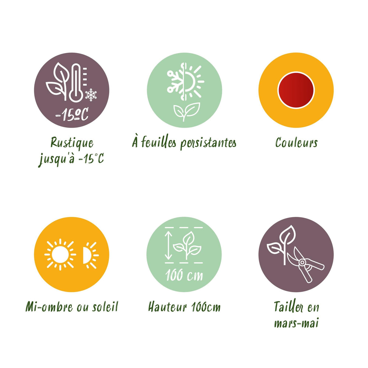 Livraison plante Nandina domestica Blush Pink – Pot 17 cm – Hauteur 40 cm