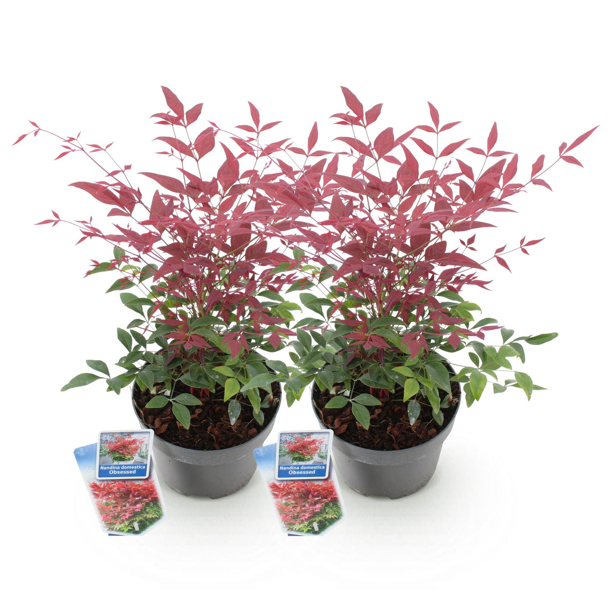 Livraison plante Nandina domestica Obsessed – Lot de 2 – Pot 17 cm
