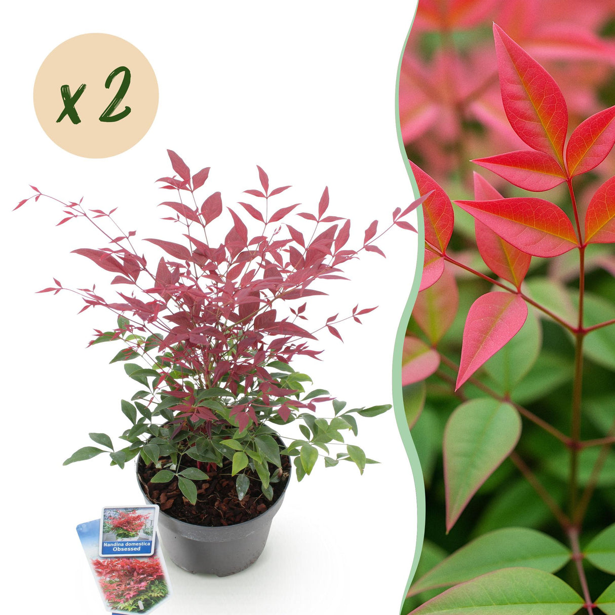 Livraison plante Nandina domestica Obsessed – Lot de 2 – Pot 17 cm