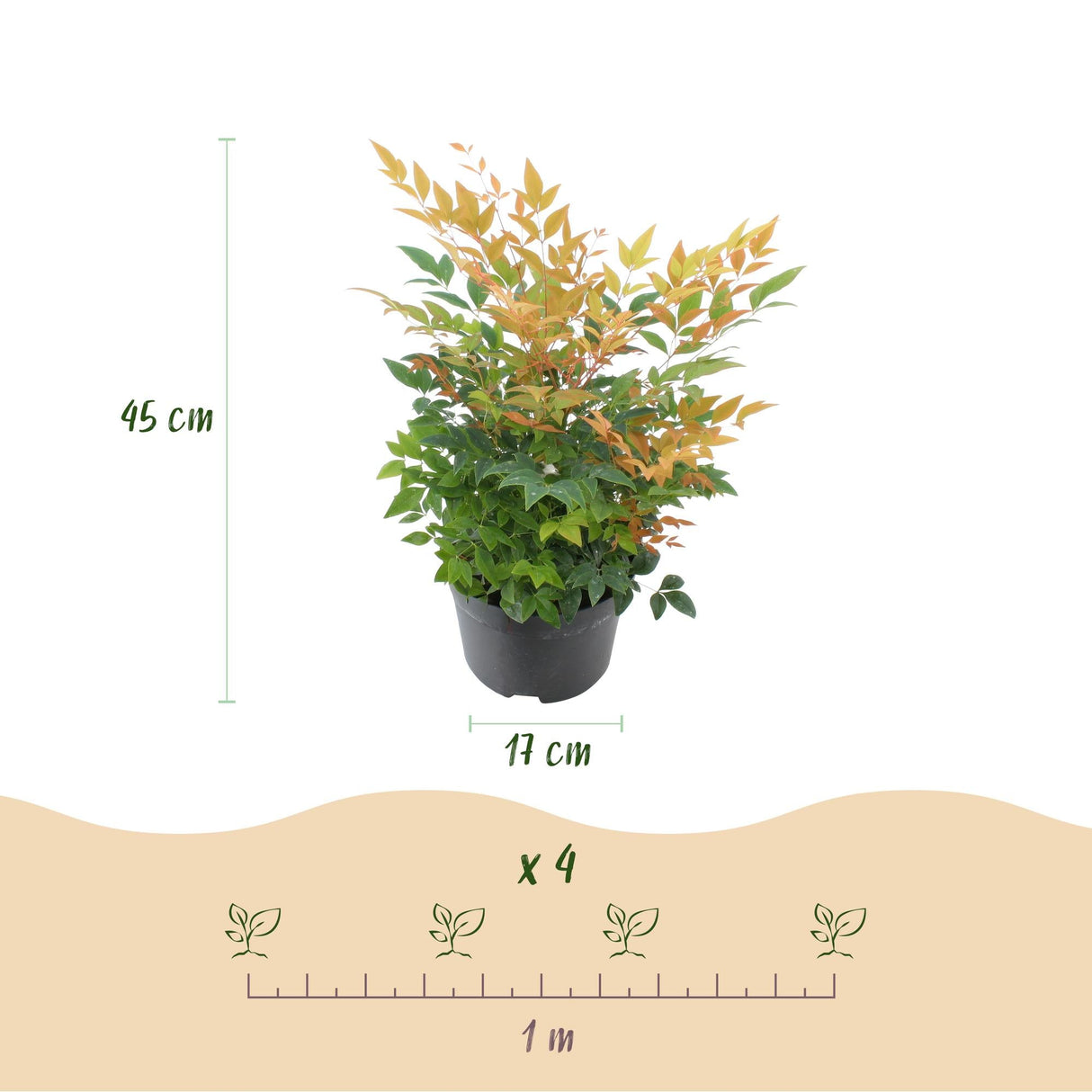 Livraison plante Nandina Gulfstream – Lot de 2 – Pot 17 cm – Hauteur 45 cm
