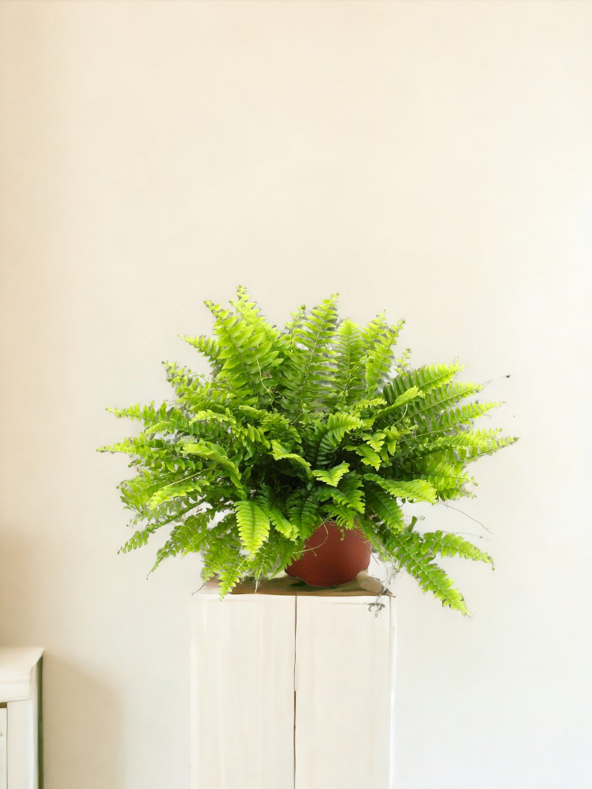 Livraison plante Nephrolepis Boston Green Moment - Ø12cm - ↕20cm