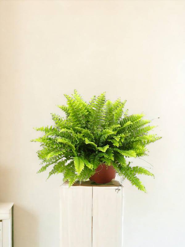 Livraison plante Nephrolepis Boston Green Moment - Ø12cm - ↕20cm