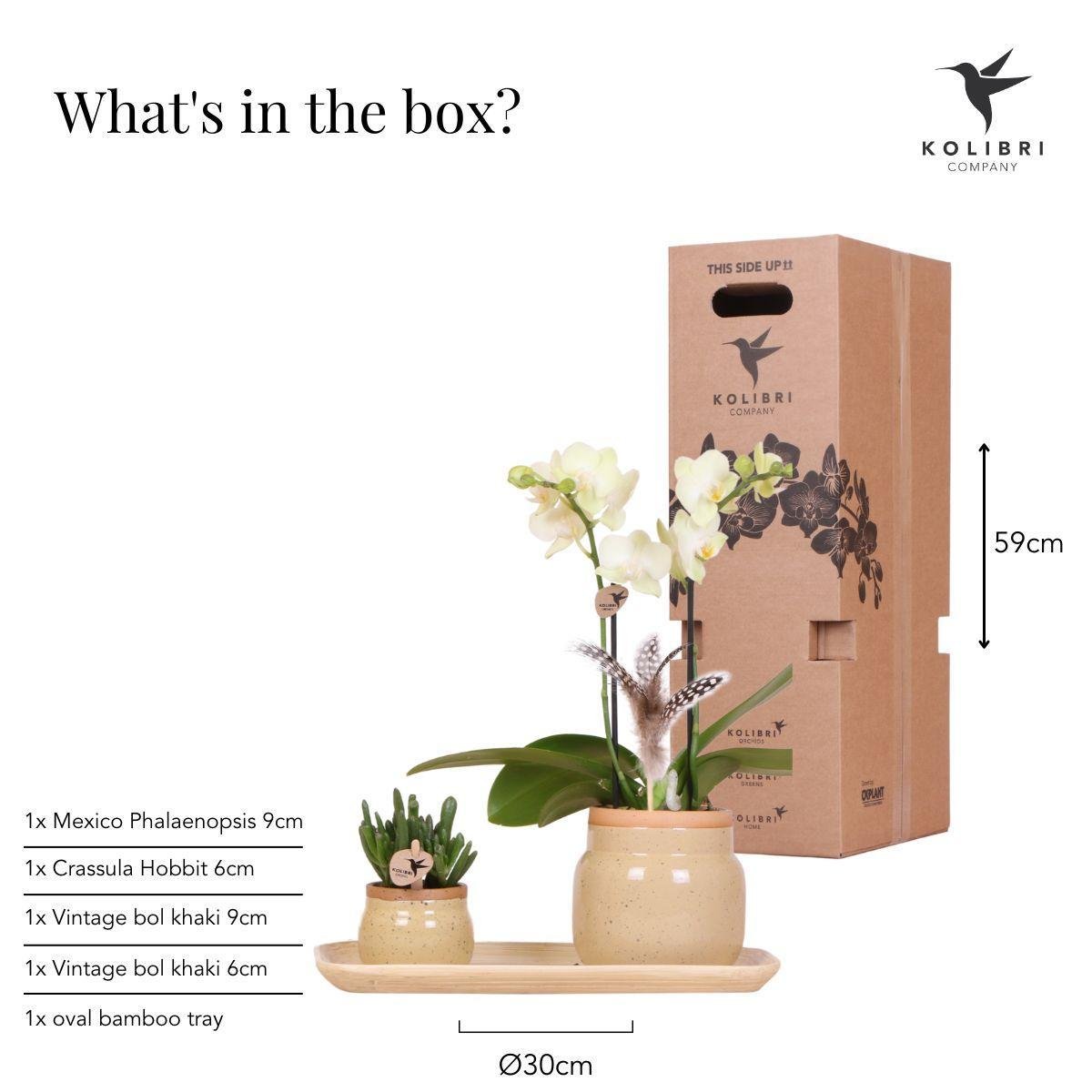 Livraison plante Orchidée jaune et plante verte en pots kaki vintage sur plateau bambou