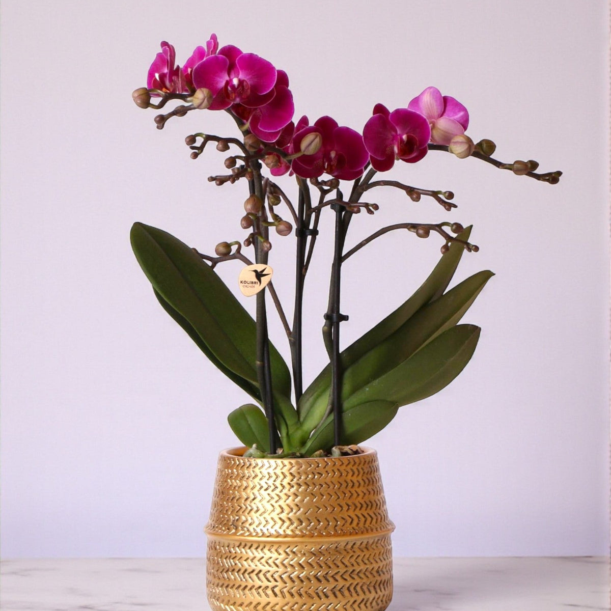 Orchidée PHALAENOPSIS artificielle blanche 78 cm - Orchidées et Orchidée PHALAENOPSIS artificielle blanche 78 cm - Orchidées et