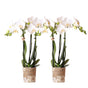 Livraison plante Orchidée Phalaenopsis blanche - Lot de 2