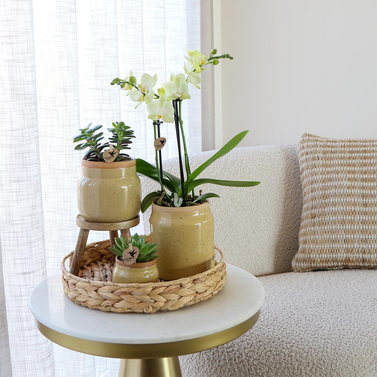 Livraison plante Orchidée Phalaenopsis Jaune et Plante Verte en Pot Vintage