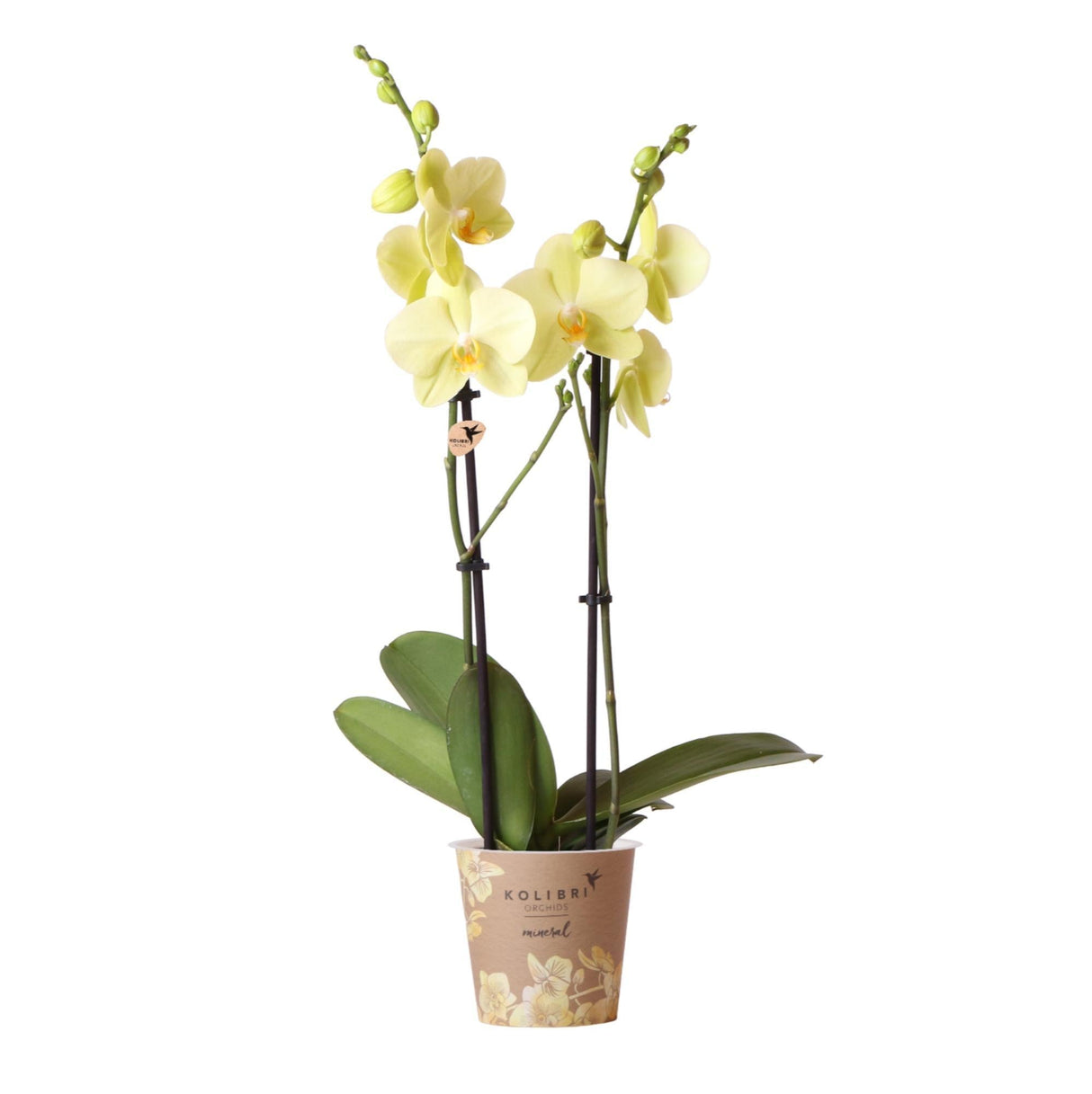 Livraison plante Orchidée Phalaenopsis jaune - Ø12cm - plante d'intérieur fleurie