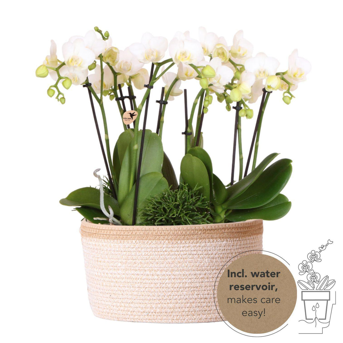 Orchidées blanches et Rhipsalis avec réservoir d'eau inclus main image 1