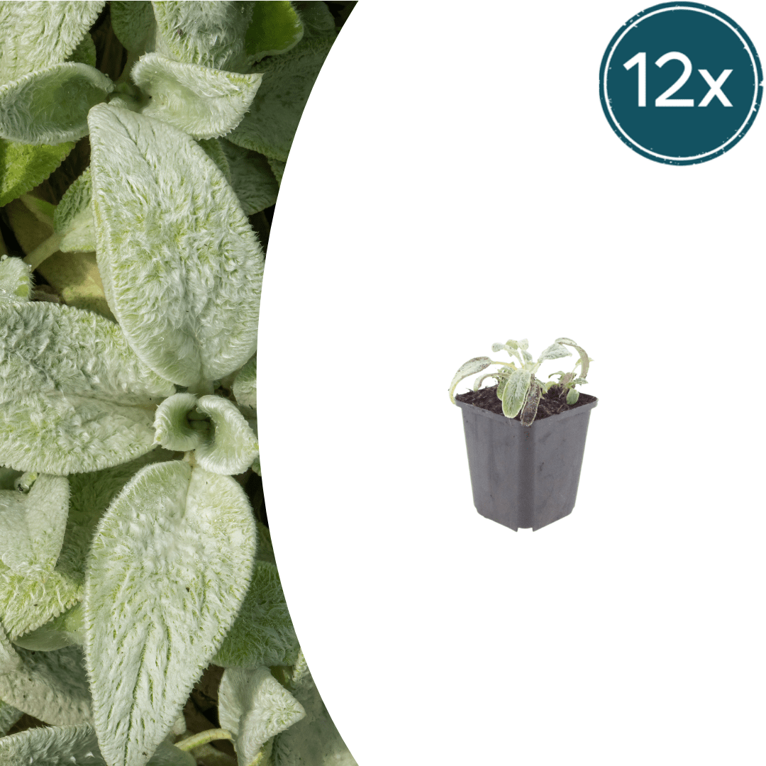 Livraison plante Oreille d'ours stachys silver