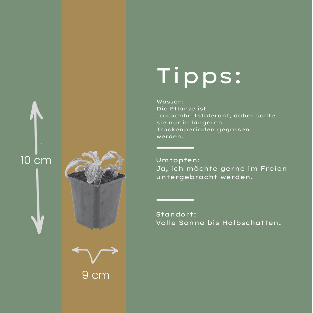 Livraison plante Oreille d'ours stachys silver