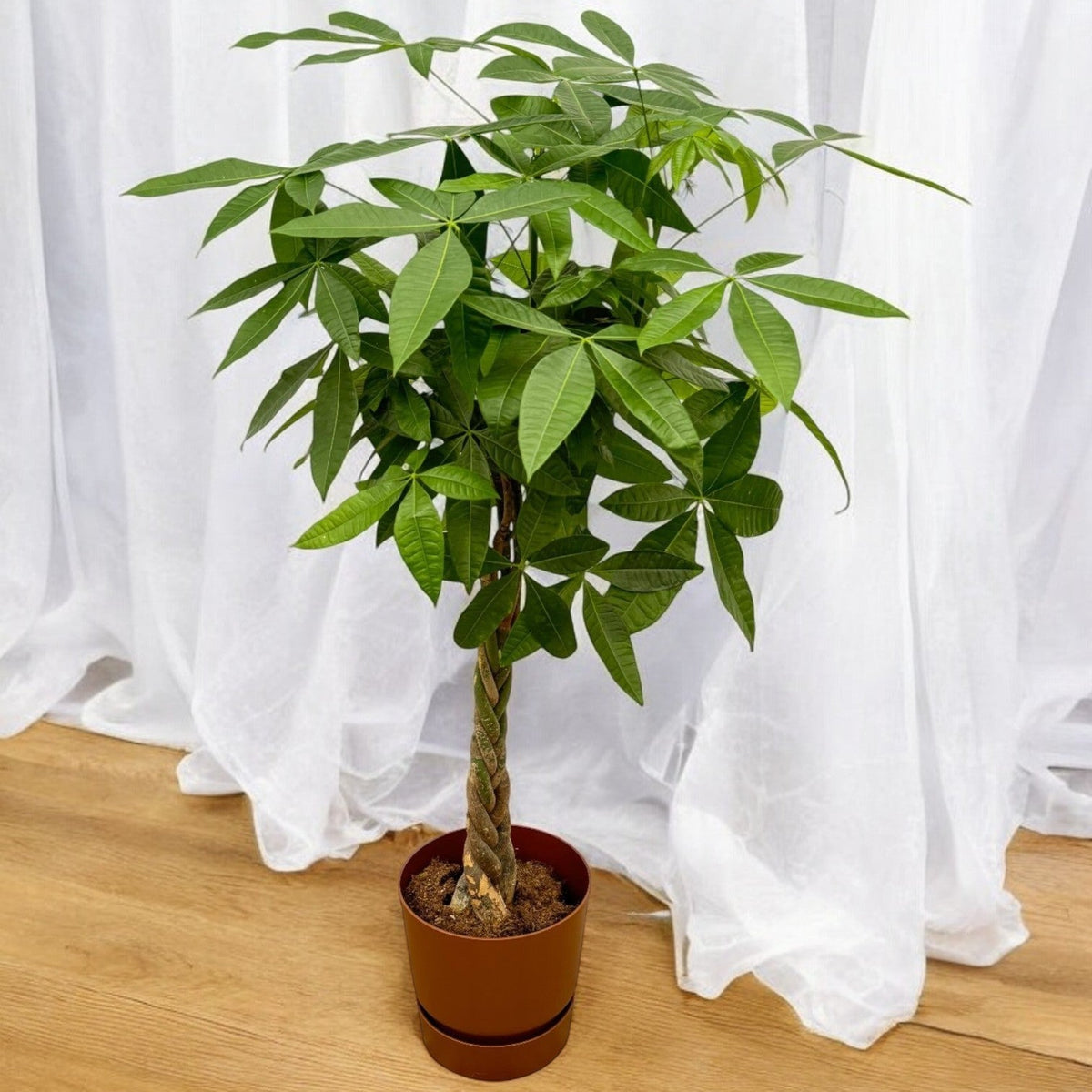 Pachira Aquatica O19cm %E2%86%9580 Cm 1