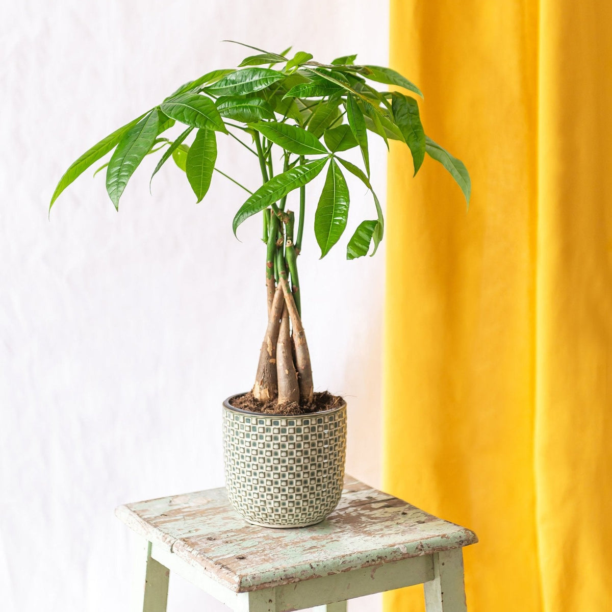 Pachira tronc tressé plante d'intérieur facile d'entretien – La
