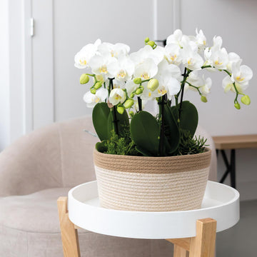 Panier en coton avec 3 orchidées blanches et arrosage intégré