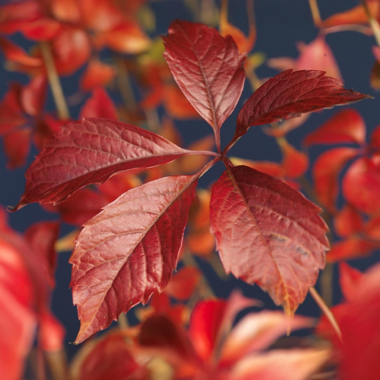 Livraison plante Parthenocissus Engelmannii – Lot de 2 – Pot 11 cm