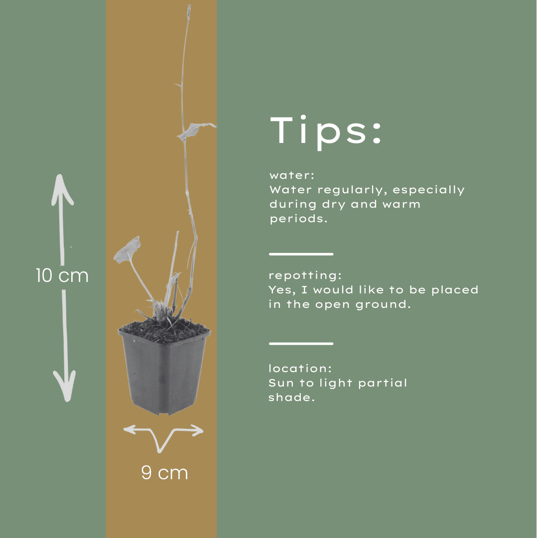 Livraison plante Persicaire blanche