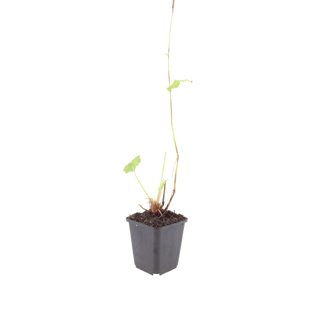 Livraison plante persicaria suberba