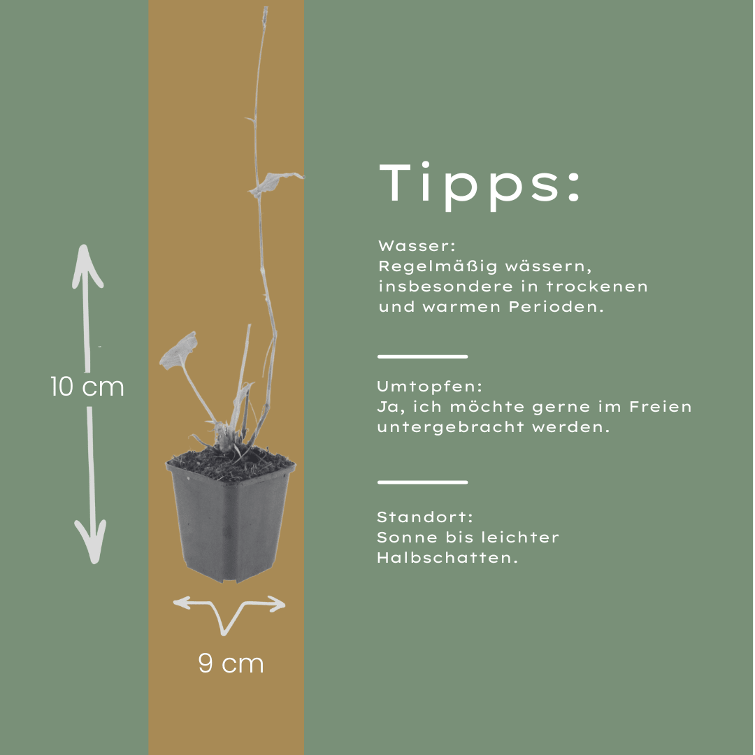 Livraison plante Persicaria superba