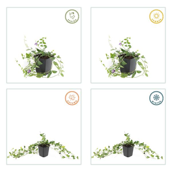 Livraison plante Petite Pervenche 'Atropurpurea'