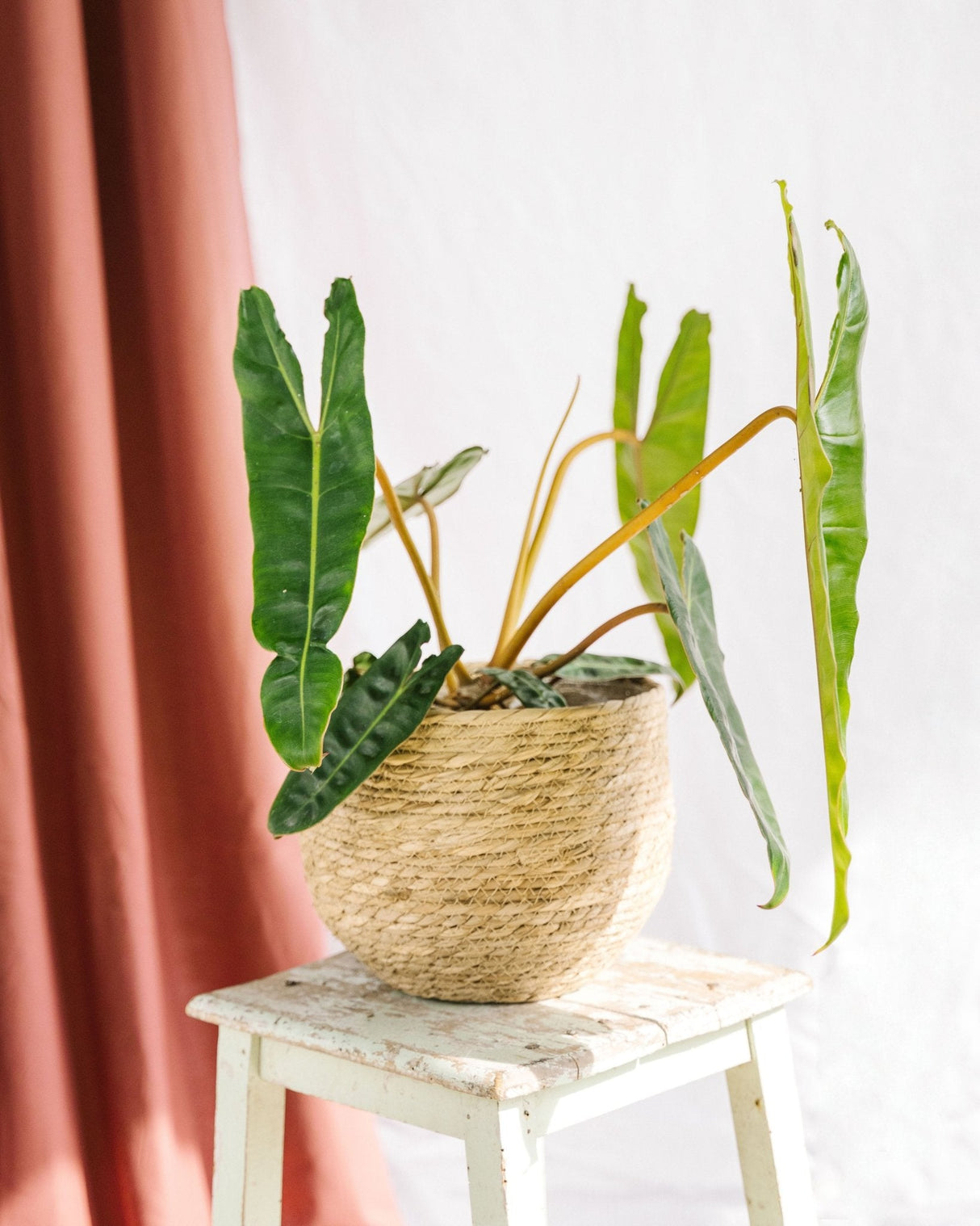 Livraison plante Philodendron Billetiae