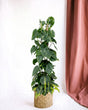 Livraison plante Philodendron Brasil