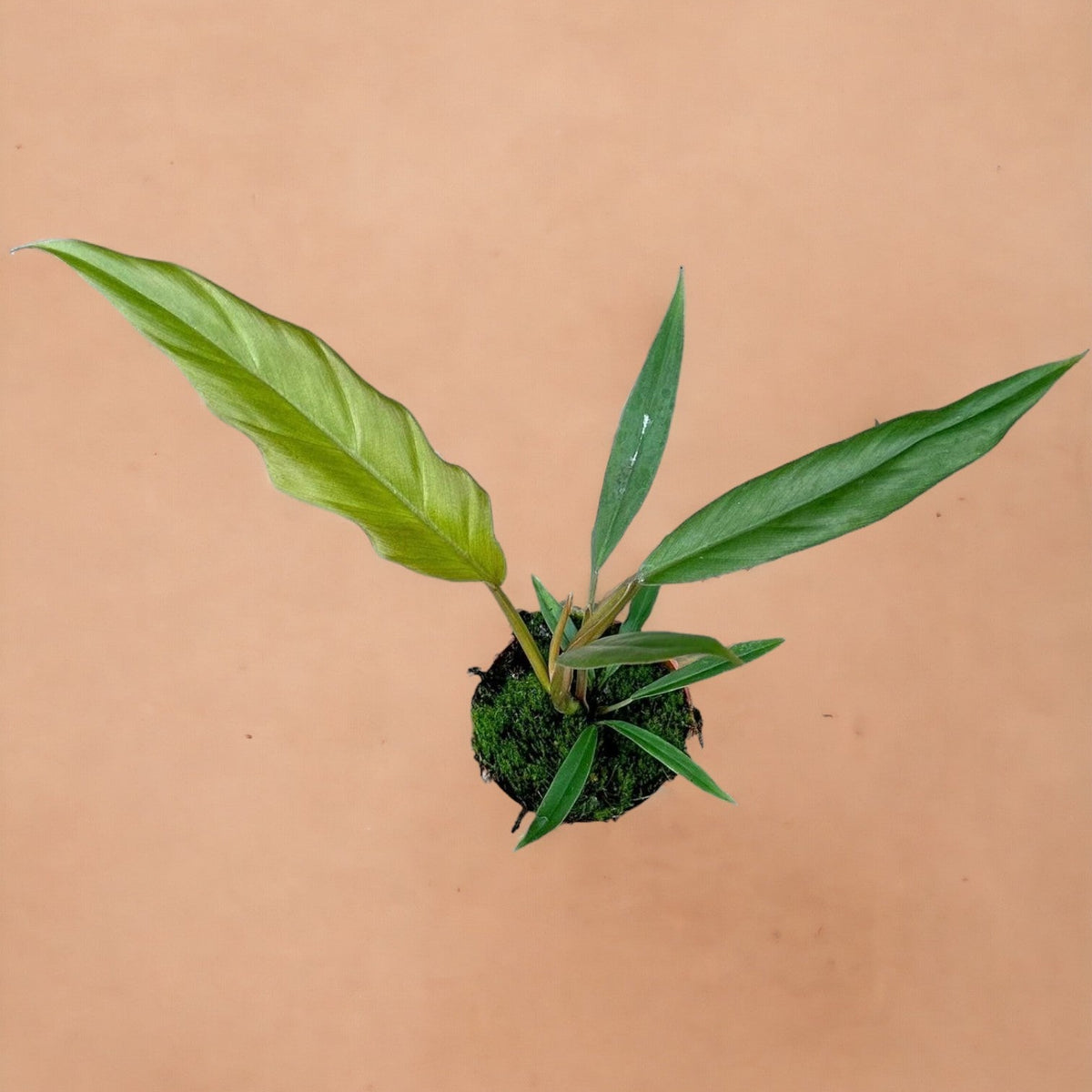 philodendron caramel pluto Philodendron Caramel Pluto