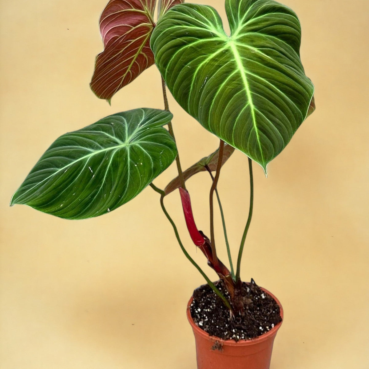 philodendron luxurians choco red Philodendron El Choco Red
