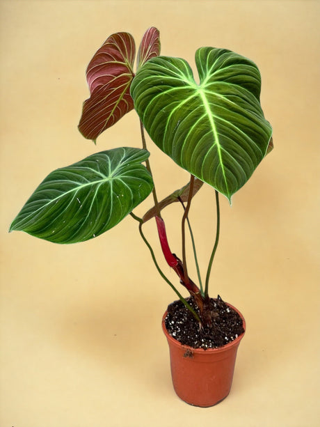 Livraison plante Philodendron El Choco Red d19