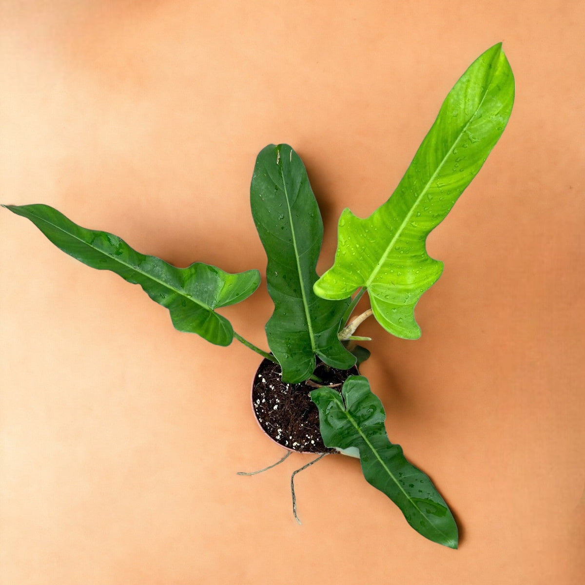 wedding spider plant for sale Chlorophytum Reverse Spider, 4" Plant, The Plant Farm