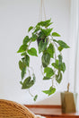 Livraison plante Philodendron plante artificielle - h80cm, Ø18cm
