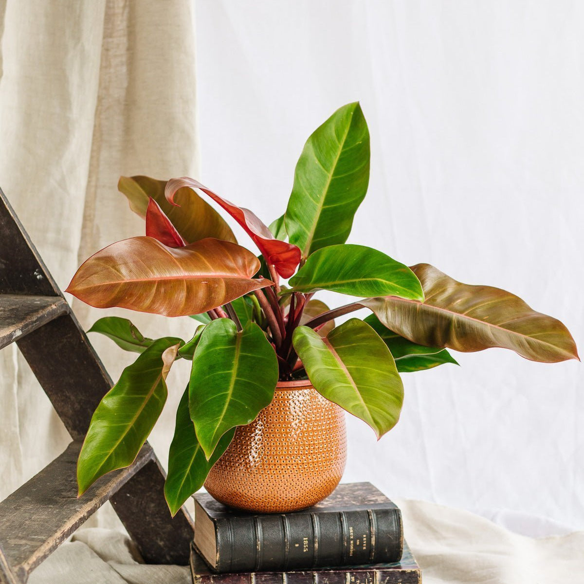 philodendron prince of orange entretien Philodendron Prince of Orange