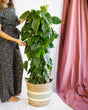 Livraison plante Philodendron Scandens h120cm