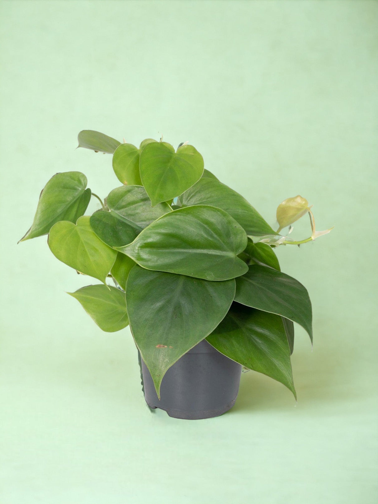 Livraison plante Philodendron Scandens - h15cm, Ø12cm - plante tombante