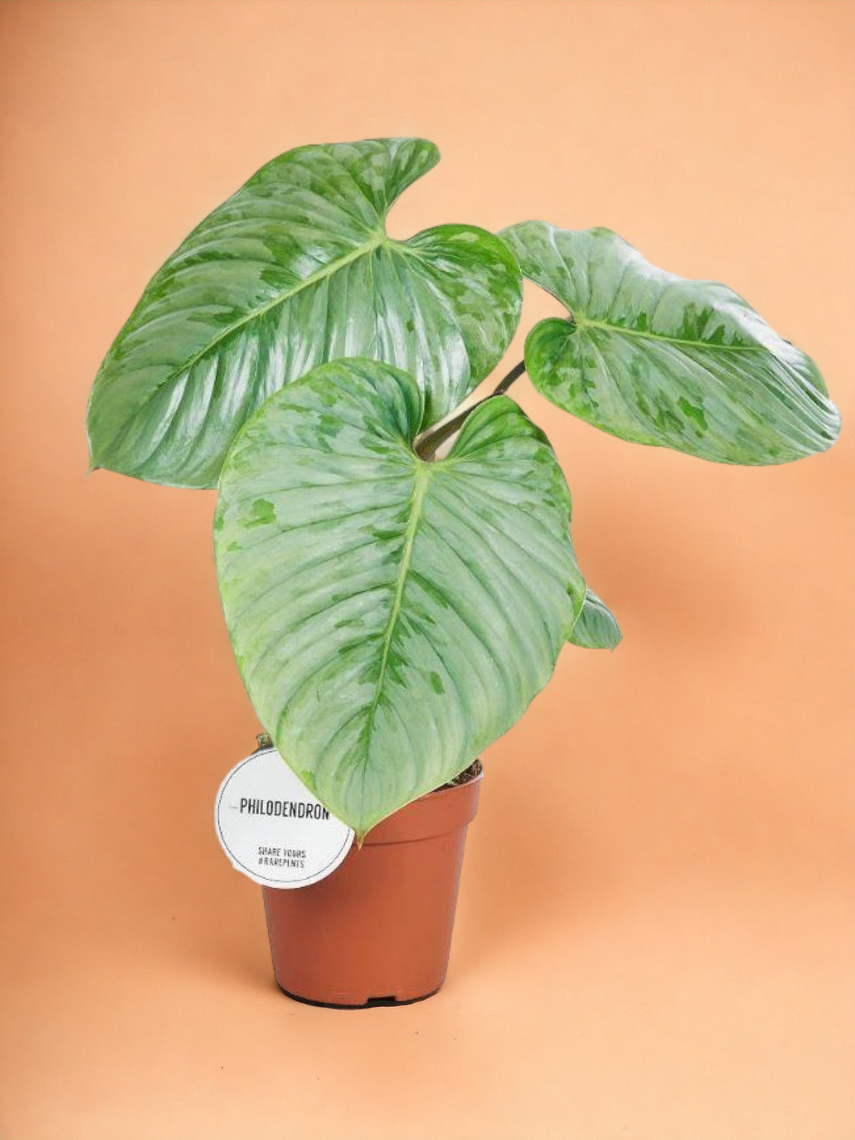 Livraison plante Philodendron Sodiroi