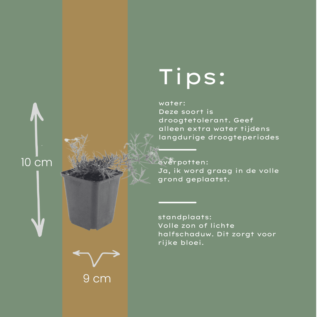 Livraison plante Phlox bleue